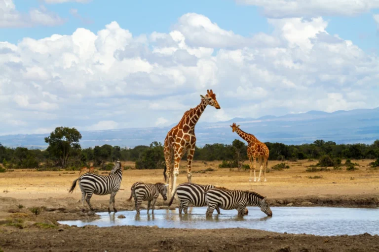 South Africa Immediate Implant Protocols 3