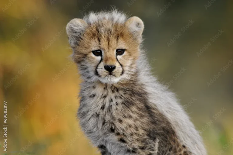 african cheetah cub