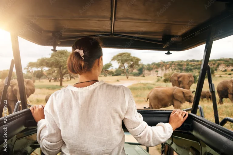 woman tourist on safari in africa traveling by car with an open roof in kenya and tanzania watching elephants in the savannah